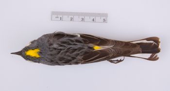 Media type: image;   Ornithology 207133
